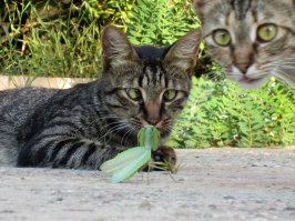  Самые красивые богомолы