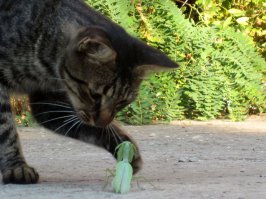  Самые красивые богомолы