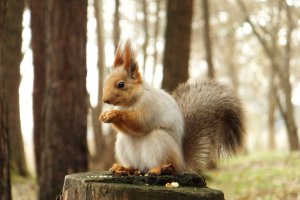 Белки в фотографиях Герта Веггена 