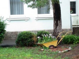 15 неожиданных решений по озеленению