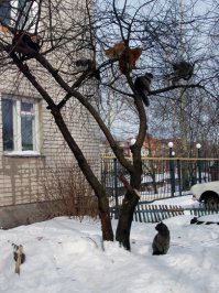 Мартовские коты прилетели
