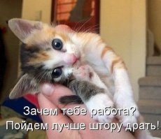 22 животных, которые не намерены дать своим хозяевам почитать