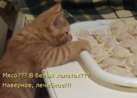 14 невероятных секретов, которые скрывают кошки от своих хозяев