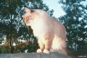 мой Фенечка))