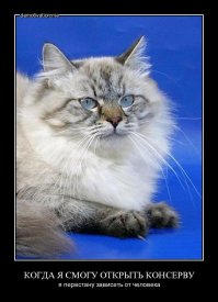 14 невероятных секретов, которые скрывают кошки от своих хозяев