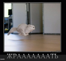 14 невероятных секретов, которые скрывают кошки от своих хозяев