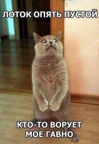 14 невероятных секретов, которые скрывают кошки от своих хозяев