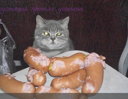 14 невероятных секретов, которые скрывают кошки от своих хозяев