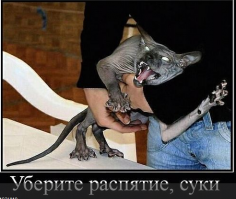 14 невероятных секретов, которые скрывают кошки от своих хозяев