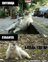 100 самых важных котофотографий всех времен