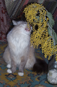 100 самых важных котофотографий всех времен