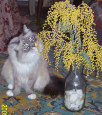 100 самых важных котофотографий всех времен