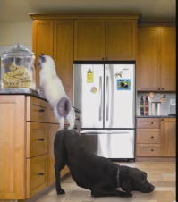 Носорог достал жеребенка зебры из грязи