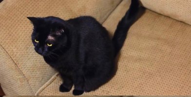 "кот царапает ваш диван" по-моему, он не царапает, а срет на него.