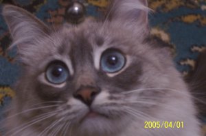 заведите "Невскую маскарадную", они не вызывают аллергию. и еще у них шерстка не сваливается.