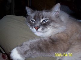 заведите "Невскую маскарадную", они не вызывают аллергию. и еще у них шерстка не сваливается.