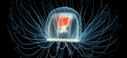 Спасибо(согласен на 80%ов), но так можно и любое существо считать бессмертным, и это бессмертие передается половым путем.