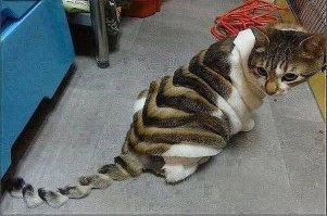 15 котов которые могут спать где угодно