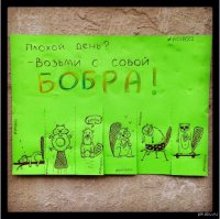 Интересные факты о бобрах 