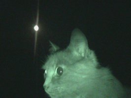 Моя
Помогала мне на крыше фотографировать Луну.