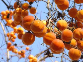 Как выглядят 19 популярных продукта до сбора урожая