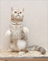 Кошки легко встают при необходимости на задние лапы, т.е. вообще никаких проблем сделать такой кадр. У меня в каждой фотосессии такие есть. :)