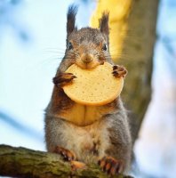 Я в эту белку просто влюбилась!