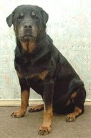 Его звали Харди, если официально – Хардер Филиппе. Он был со мной рядом 14,5 лет.
Мы купили его в неполных два месяца, я помню как мы везли его домой на такси и он умещался у меня на руках. :) Он заболел только один раз, перед прививкой, энтерит или еще что, но вобщем мы вполне благополучно это пережили.
Мы занимались с ним на площадке и сдавали экзамен на послушание. Хик, я набрала больше баллов – он отказался прыгать через барьер, не любил это дело, зато по горке и бревну бегал с удовольствием. Он вообще был не особо послушным, как солдат за месяц до дембеля. Ну типа так фуражечка слегка набекрень, команды выполняет, но ненавязчиво. Я все равно его очень любила, потому что он был не тупой исполнительной машиной, а личностью.
Старость подкрадывалась к нему незаметно, просто поседела морда и болячки на коже заживали чуть дольше, немного тяжело было вставать и ложиться, мы ему витамины для суставов давали... Пожалуй, это все, он был очень крепким псом, если рвался с поводка аж руки отрывались.
Последние годы у него было недержание, было очень тяжело замывать эти огромные лужи. Неоднократно закрадывались мысли о том что может усыпить, но... рука не поднималась. Он был такой бодрый, веселый, живой!
Еще вчера вечером было все нормально, ложились спать как обычно.
А сегодня утром он умер. Скоротечная острая почечная недостаточность плюс не выдержало сердце. Умер у меня на глазах, пока я его гладила одной рукой и держала сотовый в другой. Ветврач не успел даже выехать.
Только что билось сердце, а потом раз – и там тишина.

Это был мой первый пес, первый и единственный.

Написано 31.01.2007