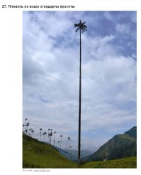 Больше похоже на вышку сотовых операторов, под пальмы в арабском мире любят их стилизовать.