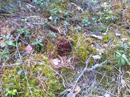 На первомайские поеду за строчками. Каждый год езжу. Скоро уже.