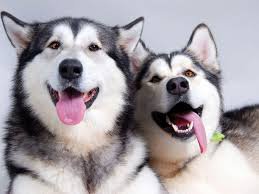 Лайки наши над этим ржут!!! )))