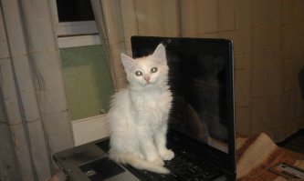 13 убедительных причин завести кошку