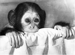 Были такие эксперименты над обезьянами в начале прошлого века - В ящик с отверстием ложили банан, обезьян просовывала лапу в отверстие, хватала банан но высунуть лапу с бананом сквозь небольшое отверстие у нее не получалось. Фишка в том, что она до последнего не хотела отпускать банан..... замкнутый круг блин )))) Может и этому парнишке нужно было просто отпустить телефон