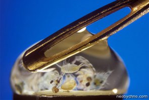 Капля морской воды и её жители