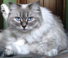 Совы без сомнения прекрасны. Но ... Даёшь котиков!