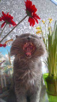 20 котов, которые пожалели о том, что сделали