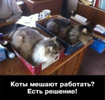 Коробка! Перед коробкой ни один кот не устоит