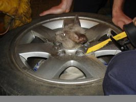 20 котов, которые пожалели о том, что сделали