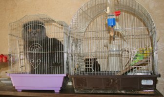  Ведро с сюрпризом