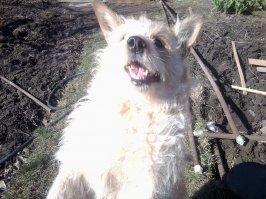 Летом 2010-го со стороны помойки выковылял и уселся перед моей медленно катящейся машиной щенок. Свсем некрасивый. Хотя мы соскучились за несколько лет без собаки, заводить вновь не собирались. И вот  - поди ж ты. Выросла очень симпатичная лайкоподобная девчонка. 
Дворняжки бывают на удивление красивы. Лишены наледственных болезней. Как правило, гораздо умнее своих породистых собратьев. До Динки у нас были кобели миттельшнауцера и русского спаниеля. Поверьте, по всем качествам домашней собаке Дина их превосходит. Правда, чересчур меховая. 
Ну, и общий недостаток двортерьеров - если вы не видели папы и мамы щенка, внешний вид повзрослевшего члена семьи может вас огорчать. Так как некрасивые дворняжки тоже, увы, бывают. Хотя хозяева, чаще всего, этого уже не замечают.
Поэтому, если вам  нужна не специализированная собака для специальных целей, не зацикливайтесь на породности.