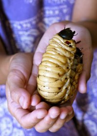 Бывают. Например, личинка жука Голиафа.
А это похоже на фотошоп личинки майского жука.