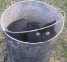 Две приметы в одной:
Черный кот с пустым ведром