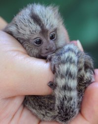 Мармозетка