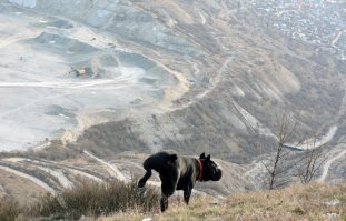 Как же светящийся ошейник, в ночных прогулках очень помогает. Из показанного кроме лапомойки все остальное похоже не особо нужное.