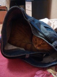 А мой в штаны заполз и кусается оттуда...