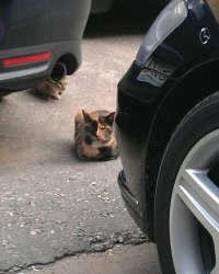 Кошки, над окрасом которых природа постаралась