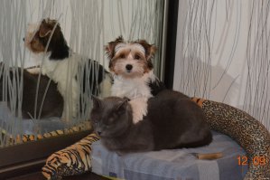 а вот мои питомцы, правда вторая собака такой же породы на фотку не попала