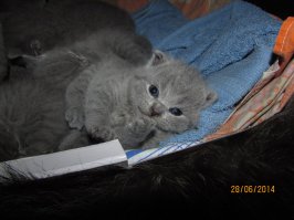 28 ладоней, полных милоты: крохотные детёныши животных 