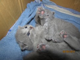 28 ладоней, полных милоты: крохотные детёныши животных 