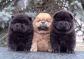 Самые дорогие породы собак